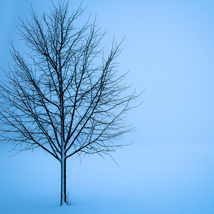 Kahler Baum steht in einer nebeligen Winterlandschaft