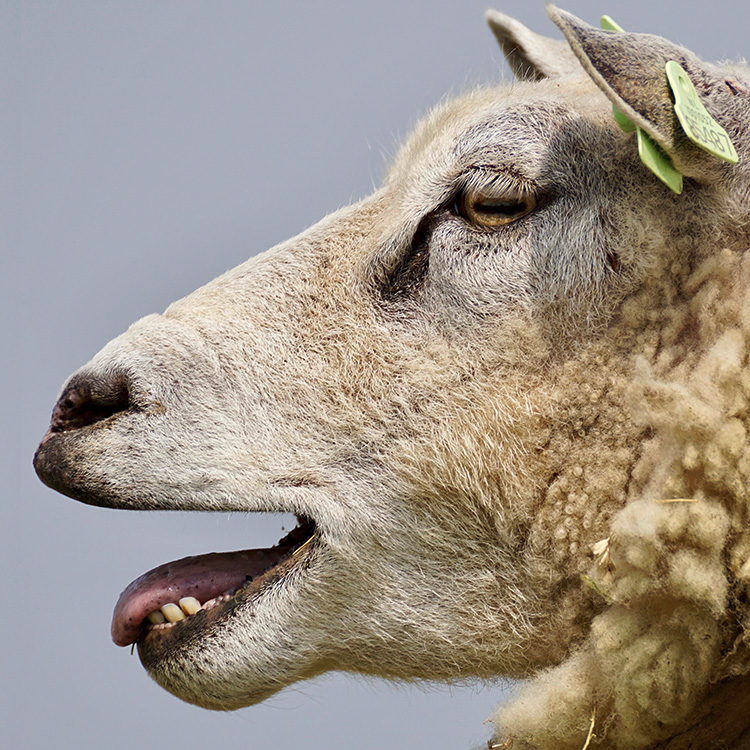 Profil eine mähenden Schafs vor einem grauen Hintergrund